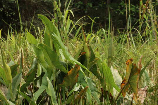 Lasimorpha resmi