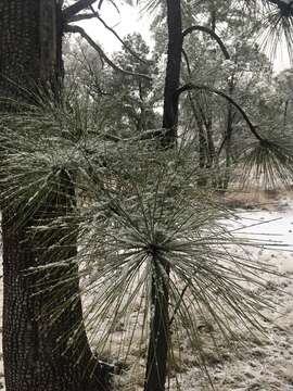 Imagem de Pinus engelmannii Carrière