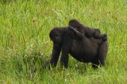 Image of Western Lowland Gorilla