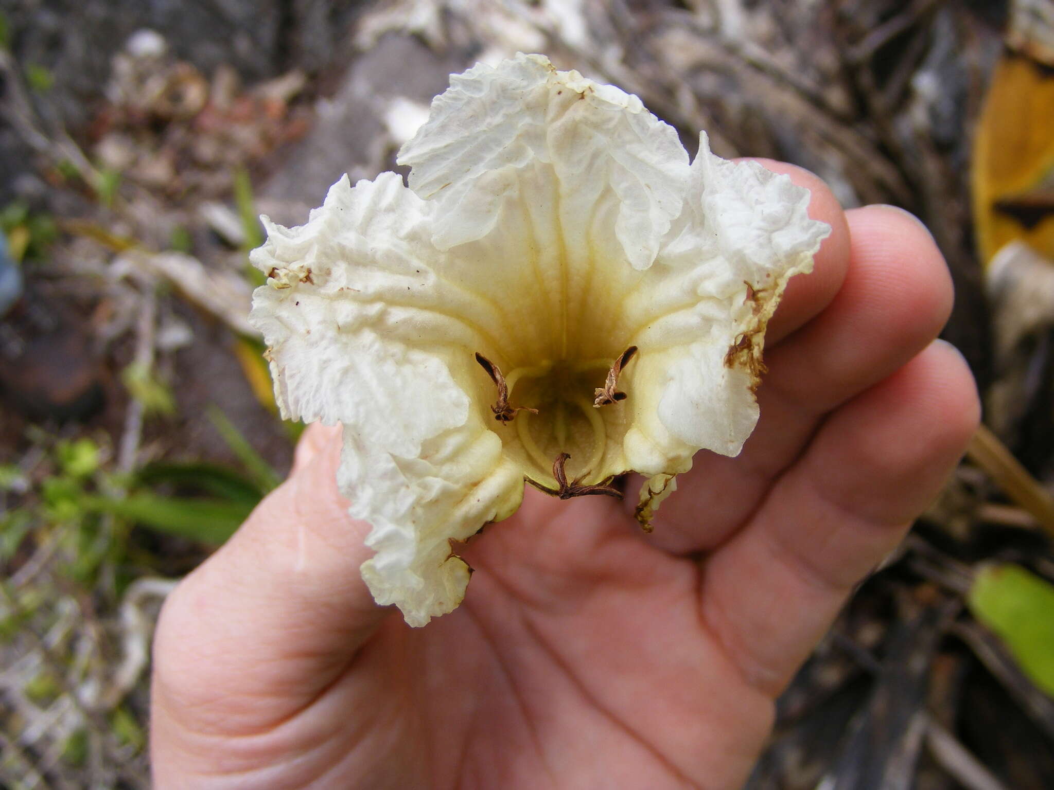 صورة Tabebuia platyantha (Griseb.) Britton