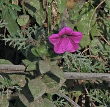 Image of Petunia inflata R. E. Fries