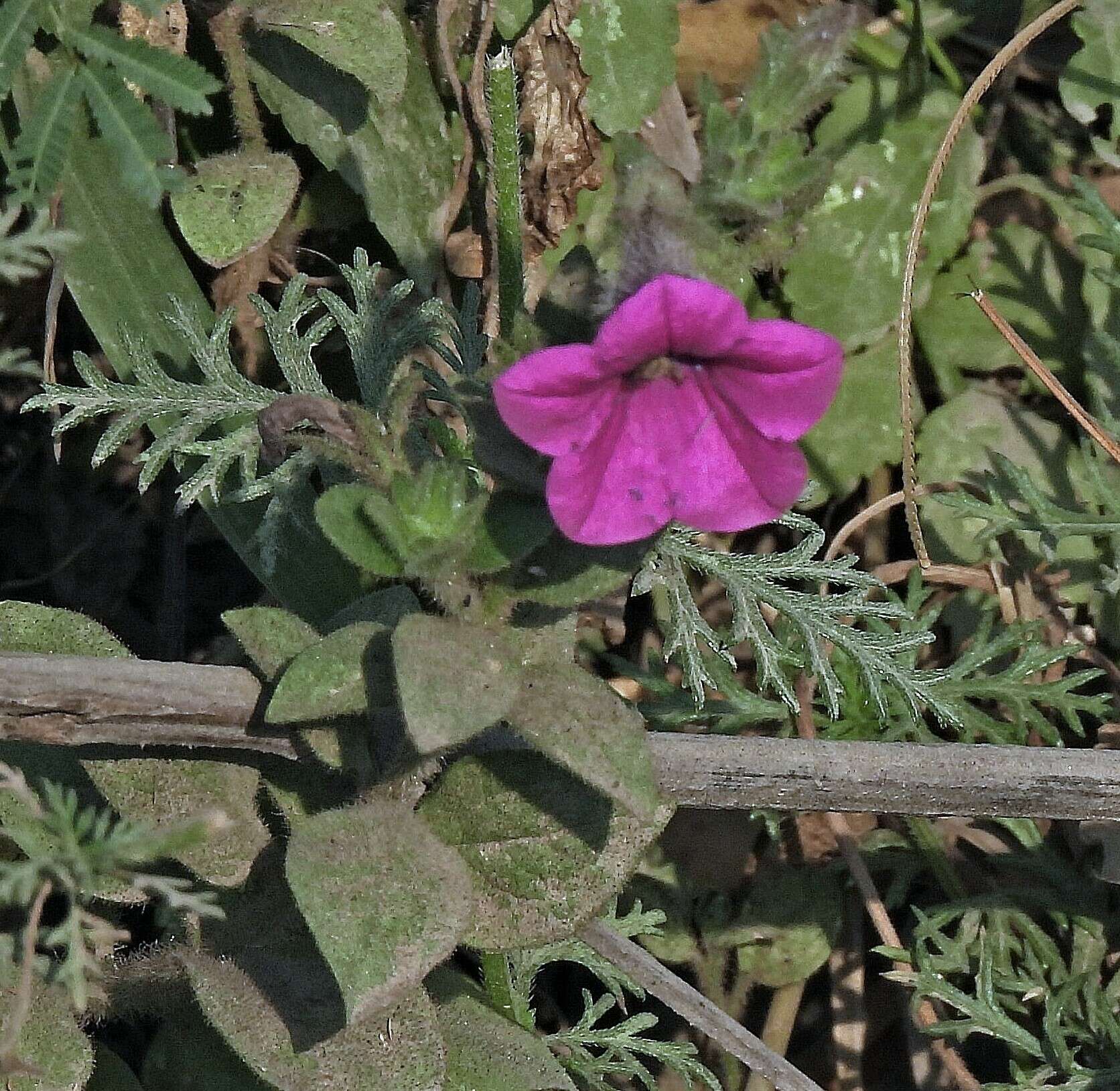 Image of Petunia inflata R. E. Fries