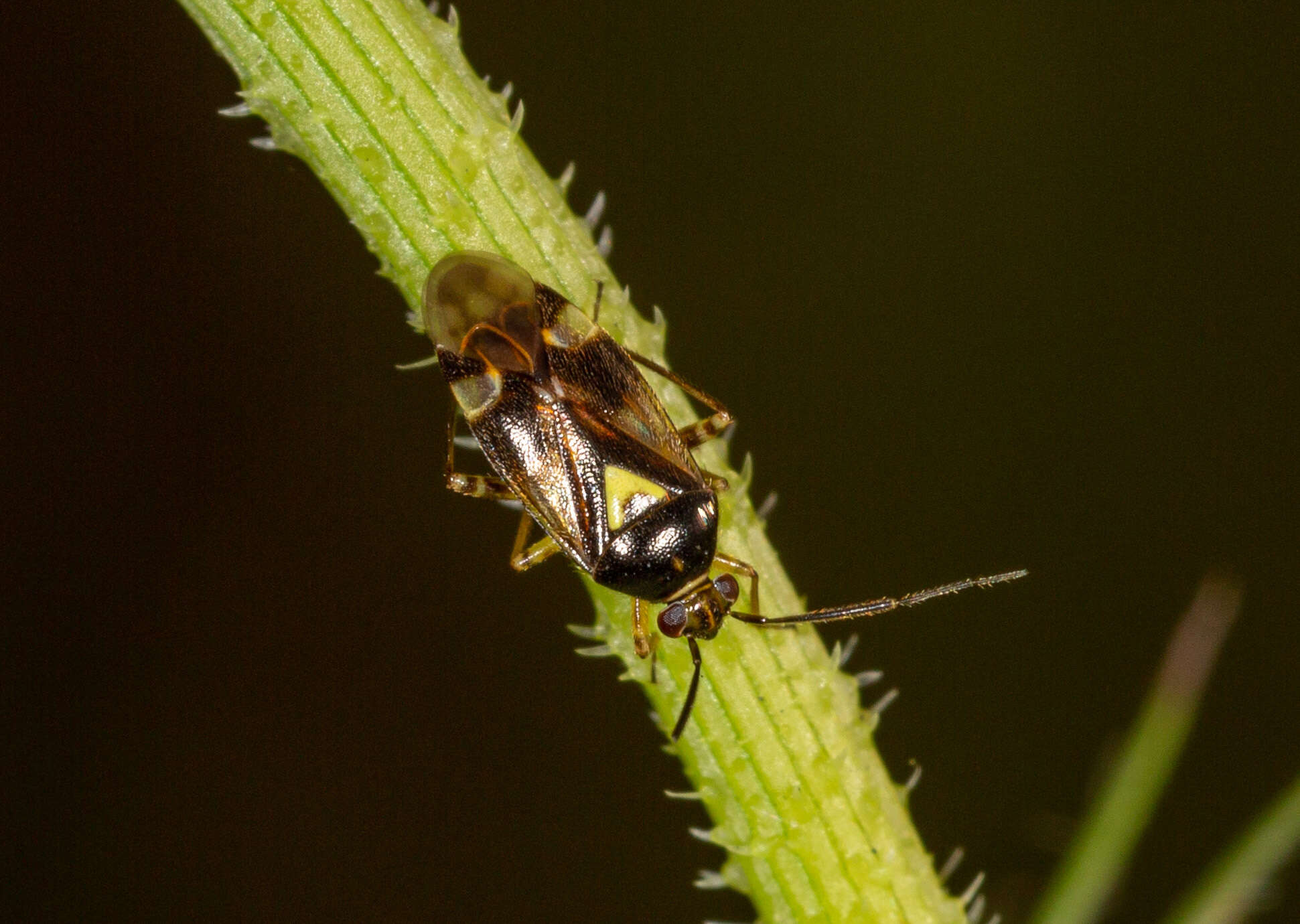 Image de Orthops basalis (A. Costa 1853)