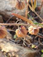 Image de Helianthemum aegyptiacum (L.) Miller