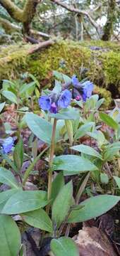 Image of Pulmonaria montana Lej.