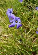 Image of Cyananthus lobatus Wall. ex Benth.