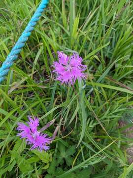 Image of Dianthus superbus subsp. superbus