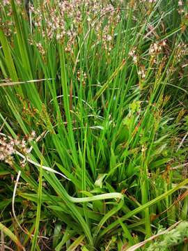 Image of Juncus lomatophyllus Spreng.