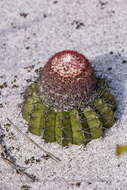 Image of Melocactus violaceus subsp. violaceus