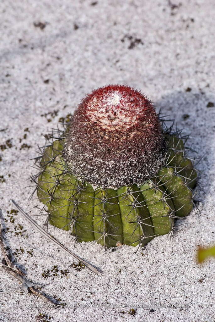 Image of Melocactus violaceus subsp. violaceus