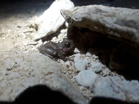 Image of Yucatan Rainfrog