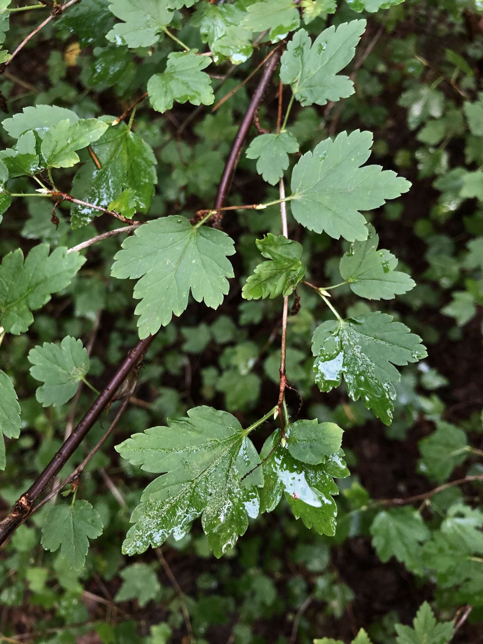 Image of Mountain Currant