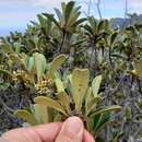 Image of Solmsia calophylla Baill.