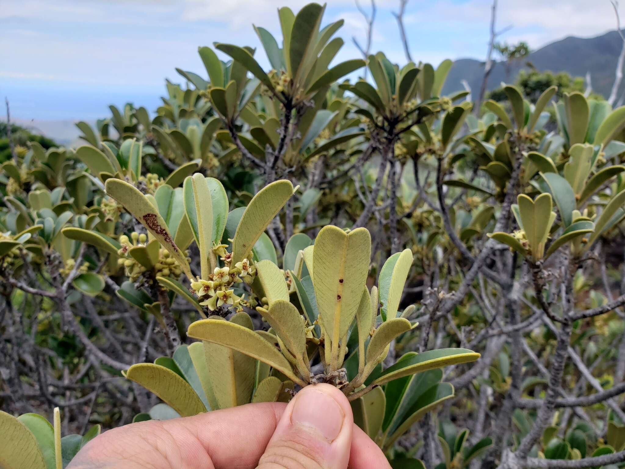 Image of Solmsia calophylla Baill.