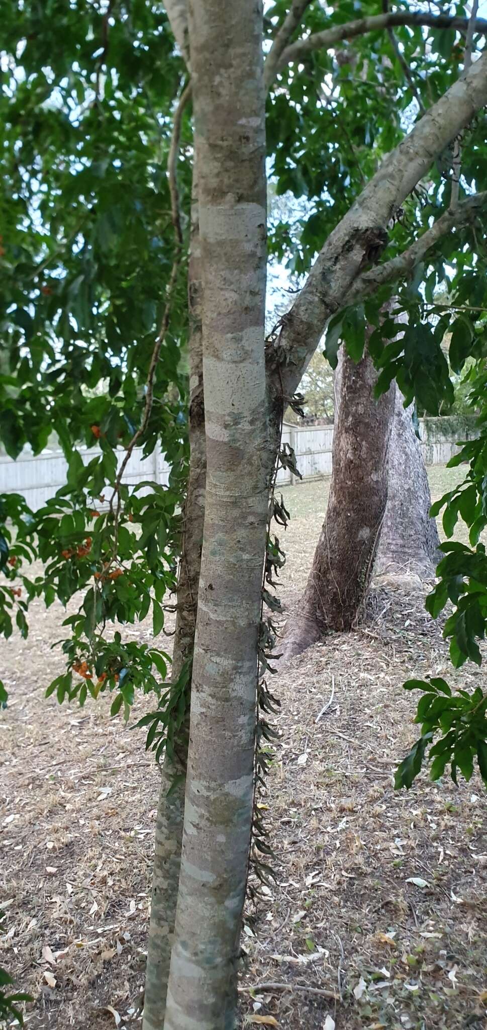 Imagem de Harpullia pendula Planch. ex F. Müll.