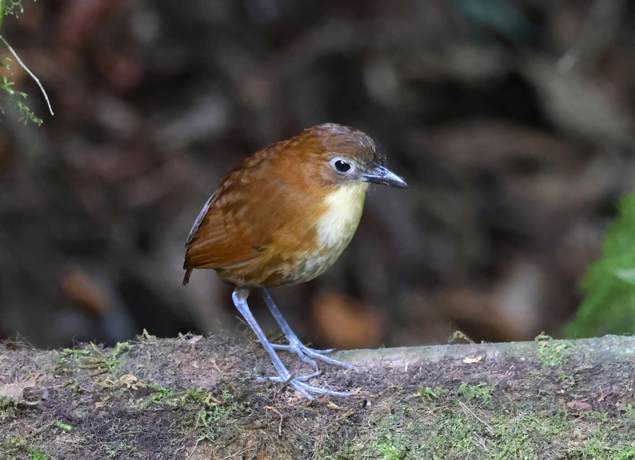 Image of Yellow-breasted Antpitta