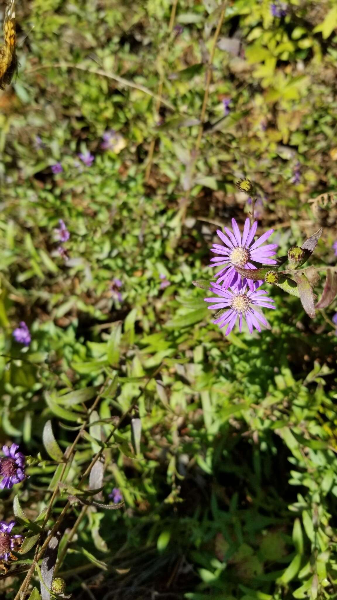 Image de Symphyotrichum georgianum (Alexander) G. L. Nesom