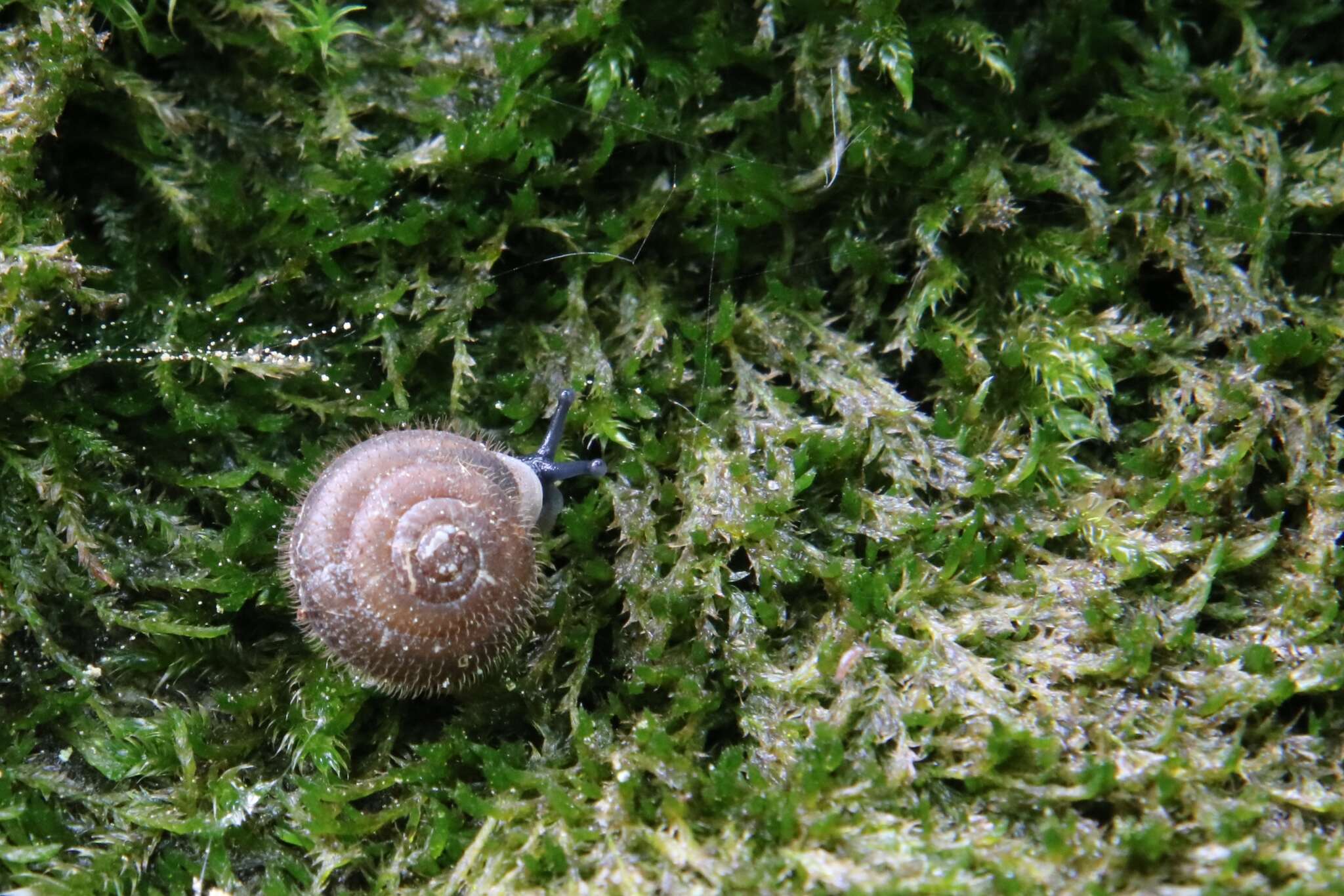 Image of mask snail