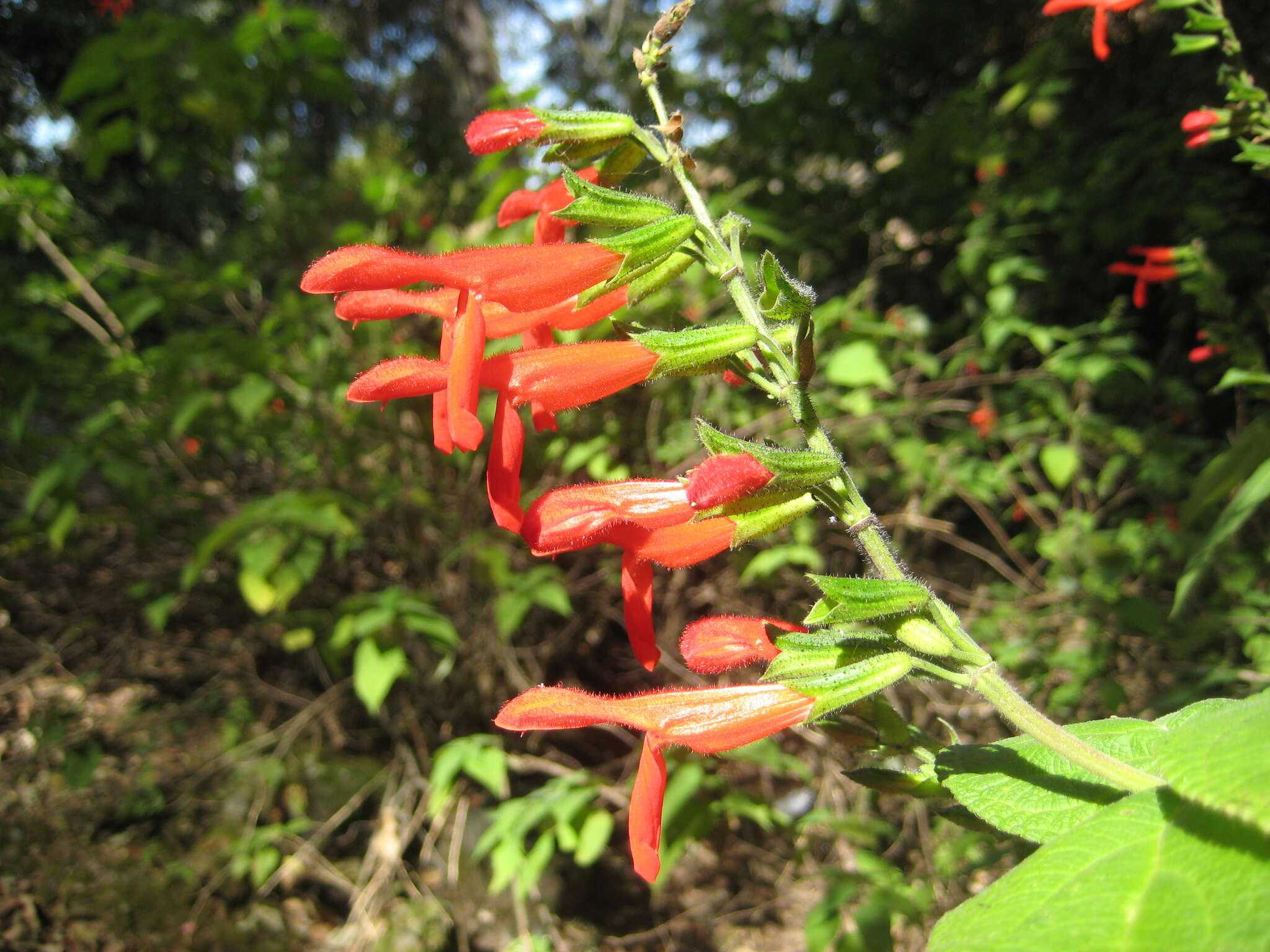 Image of Salvia gesneriiflora Lindl. & Paxton