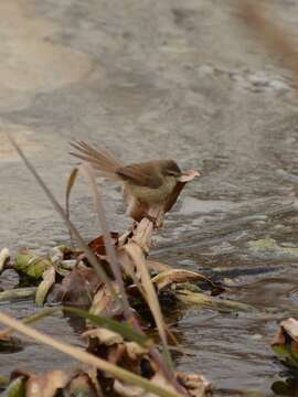 Image of Prinia subflava affinis (Smith & A 1843)