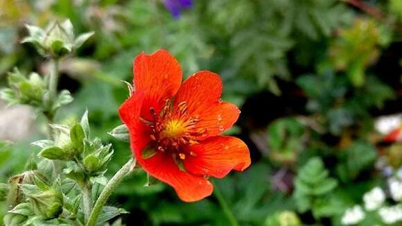 Image of Potentilla argyrophylla Wall.