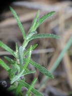 Image of Halimium umbellatum subsp. umbellatum