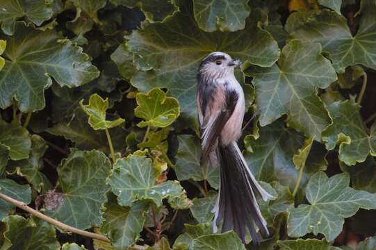 Aegithalos caudatus rosaceus Mathews 1938的圖片