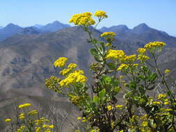 Image of Othonna parviflora L.