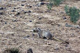 Image of Great Gerbil