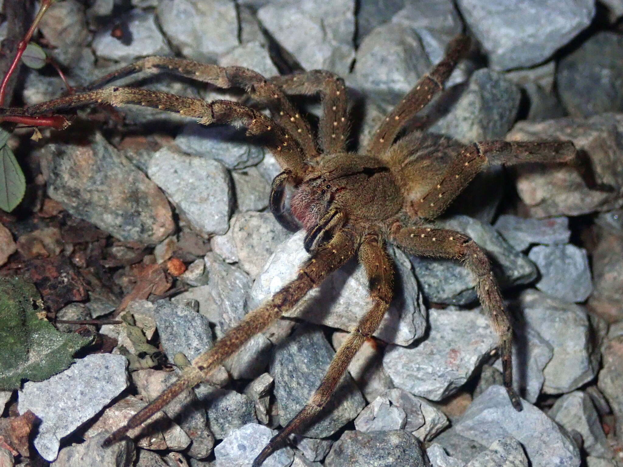 Image of Phoneutria eickstedtae Martins & Bertani 2007