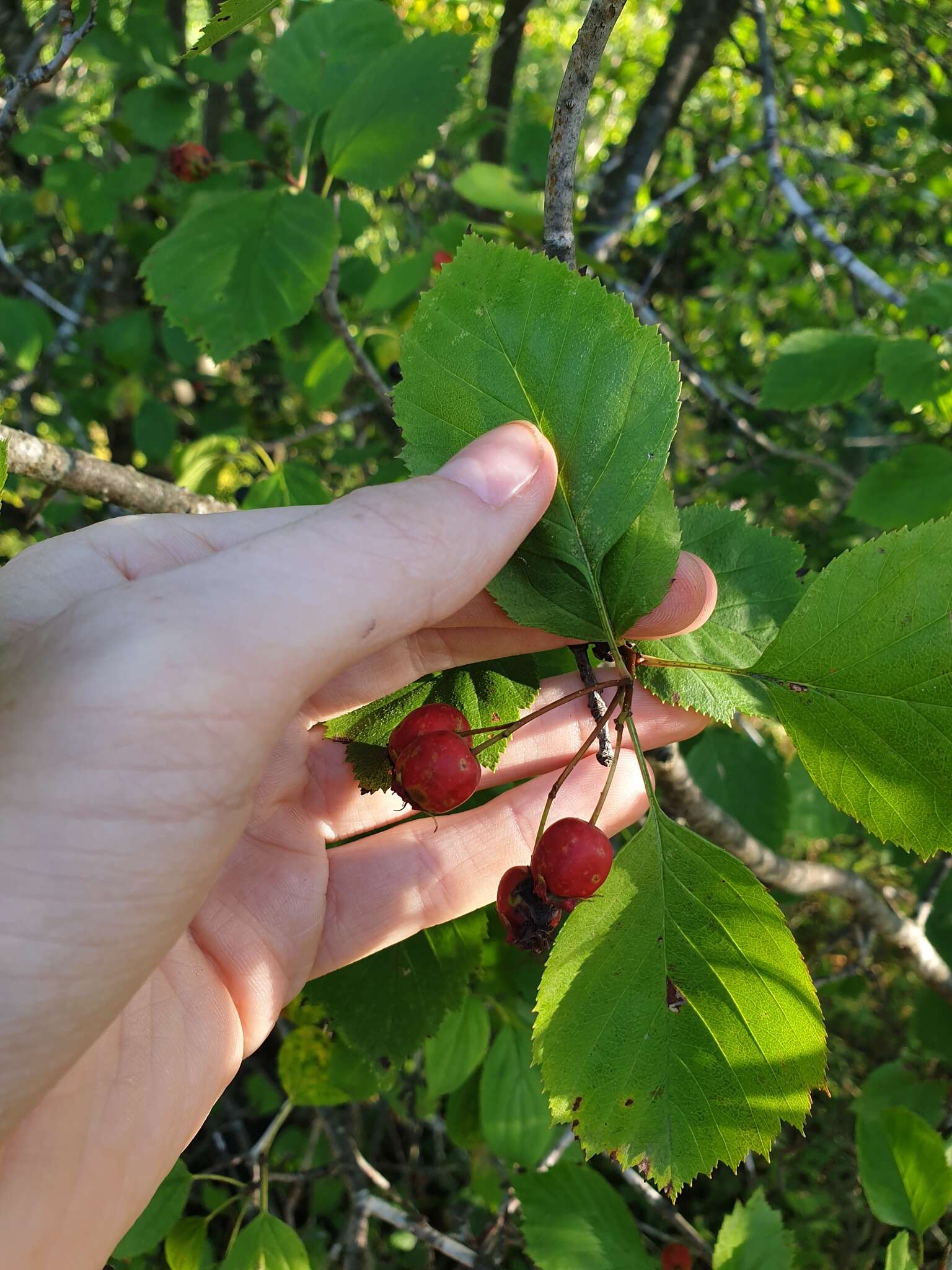 Plancia ëd Crataegus brainerdii Sarg.