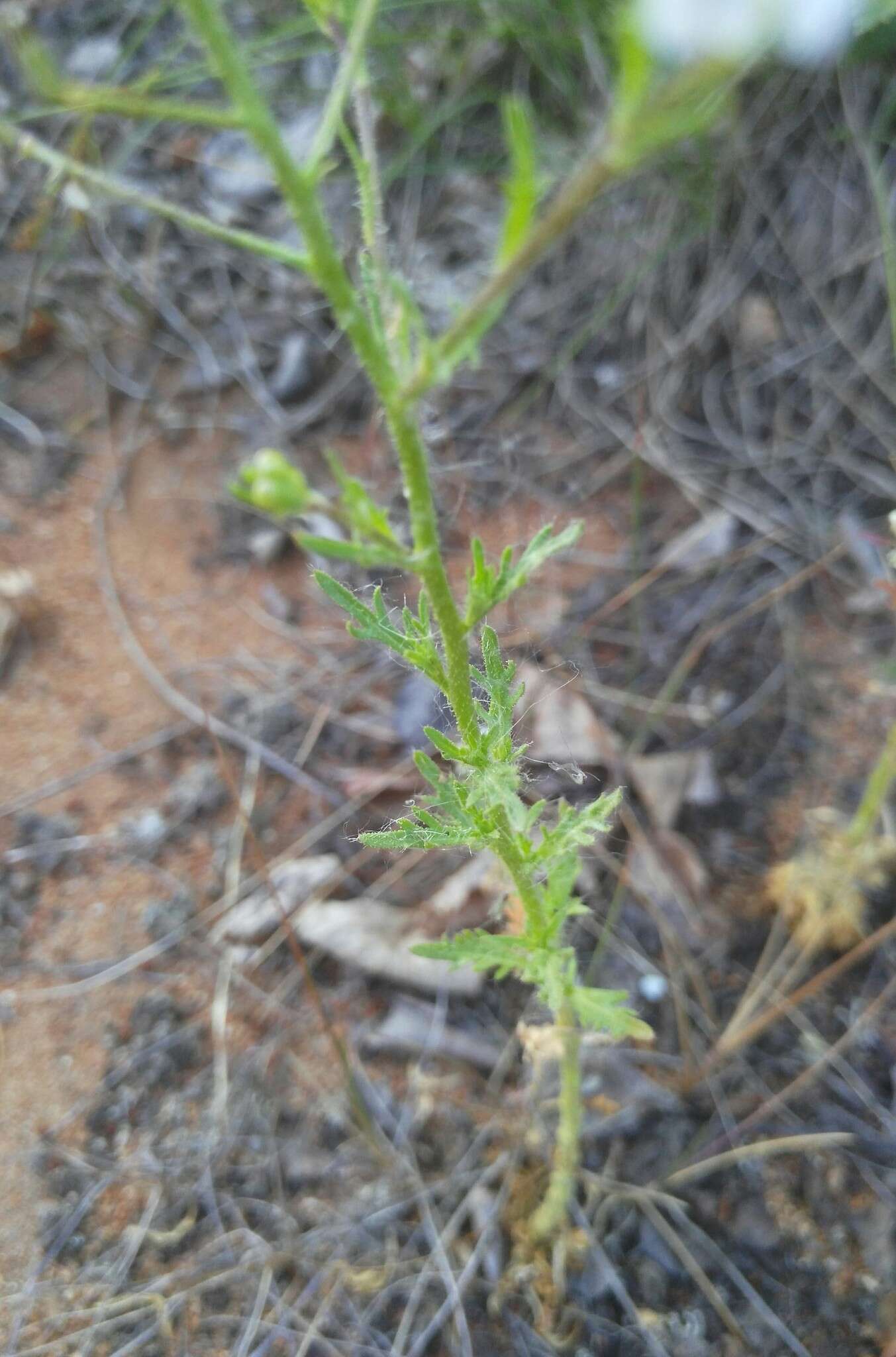 Image de Dontostemon pinnatifidus (Willd.) Al-Shehbaz & H. Ohba