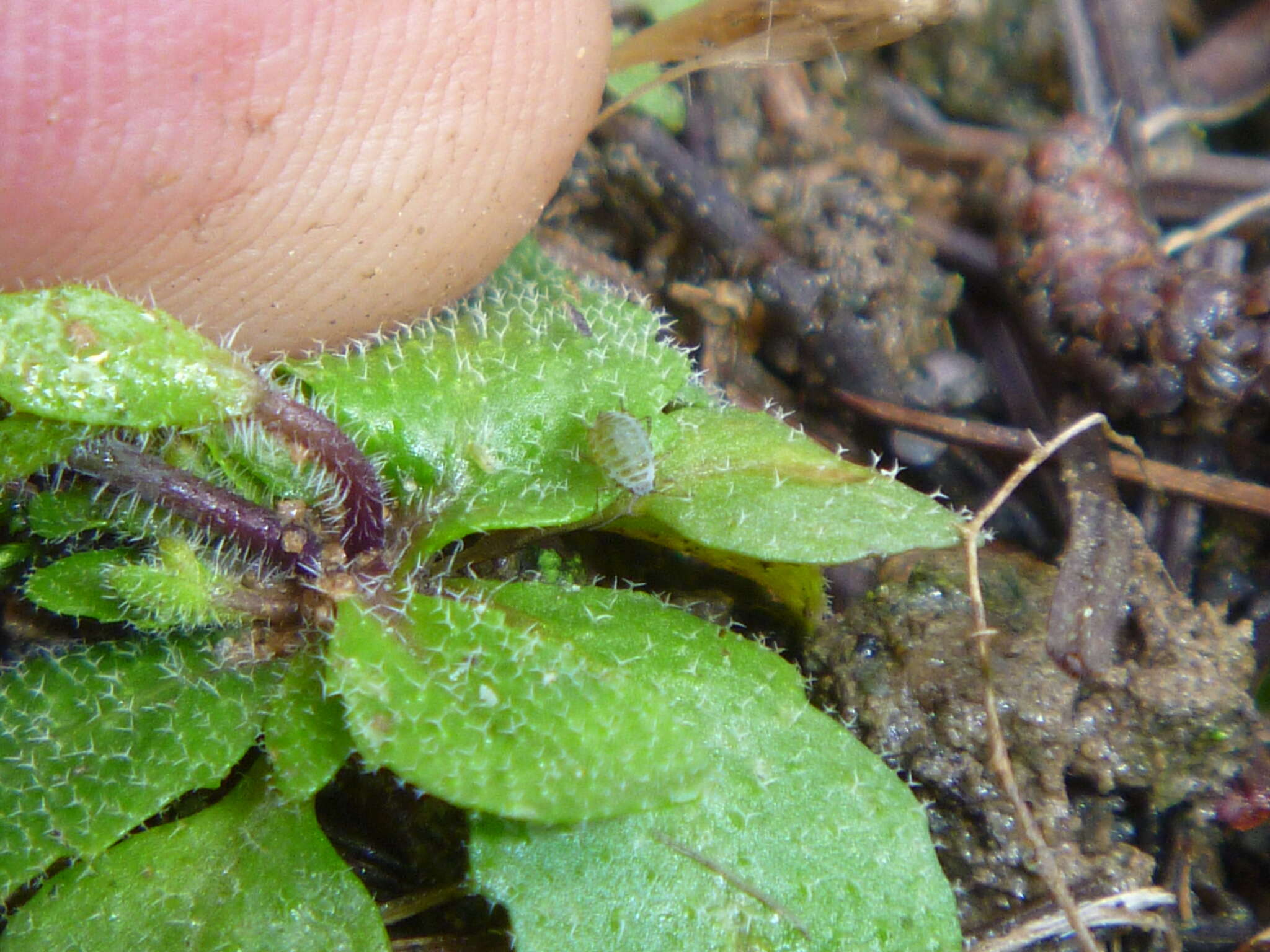 Image of Turnip aphid
