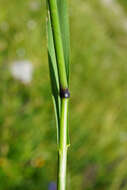 Phleum alpinum subsp. rhaeticum Humphries的圖片