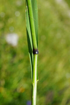 Image of Phleum alpinum subsp. rhaeticum Humphries