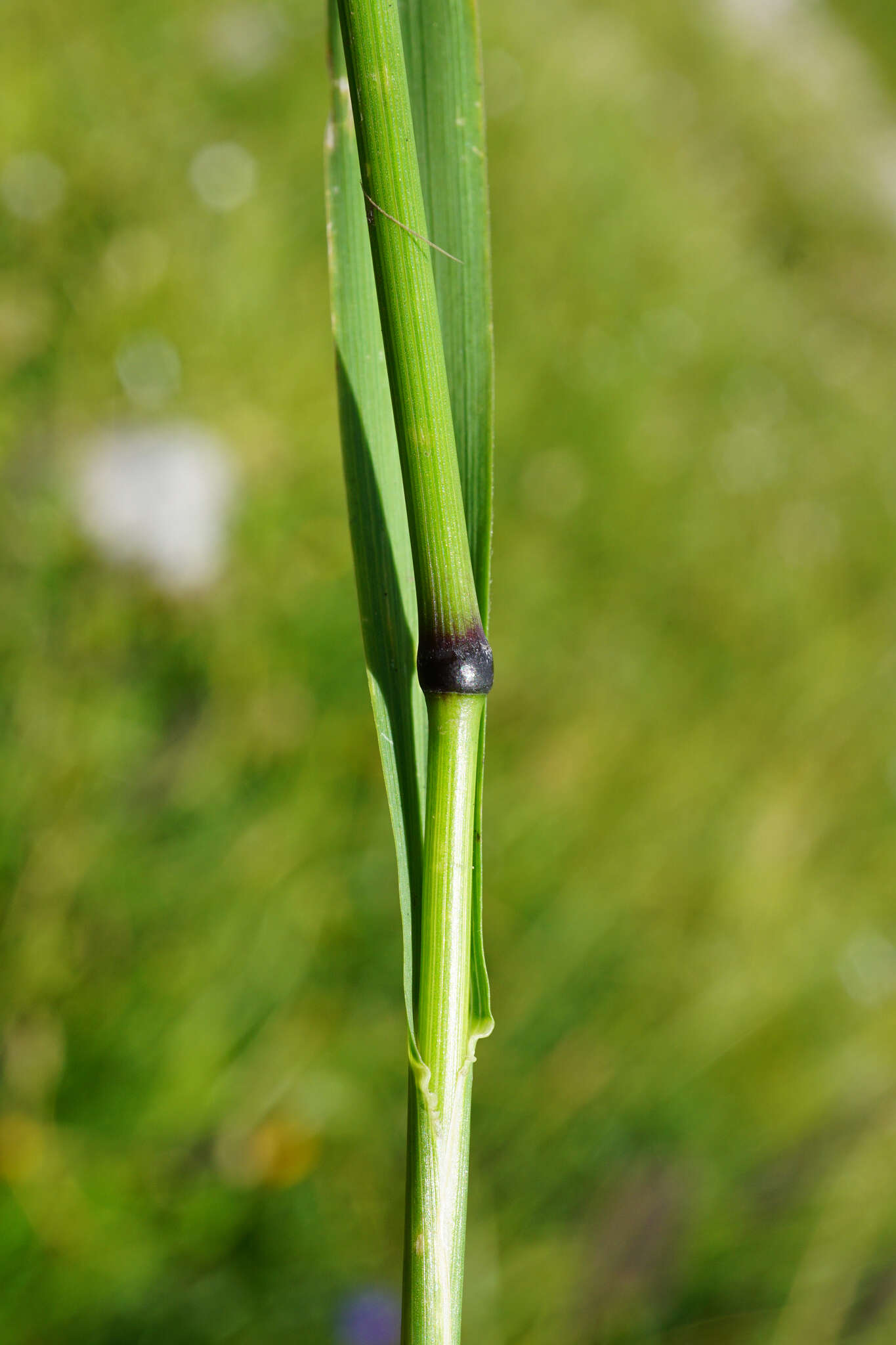 Image of Phleum alpinum subsp. rhaeticum Humphries