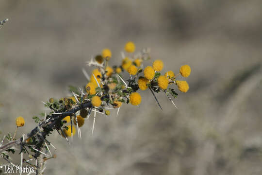 Image de Vachellia nebrownii (Burtt Davy) Seigler & Ebinger