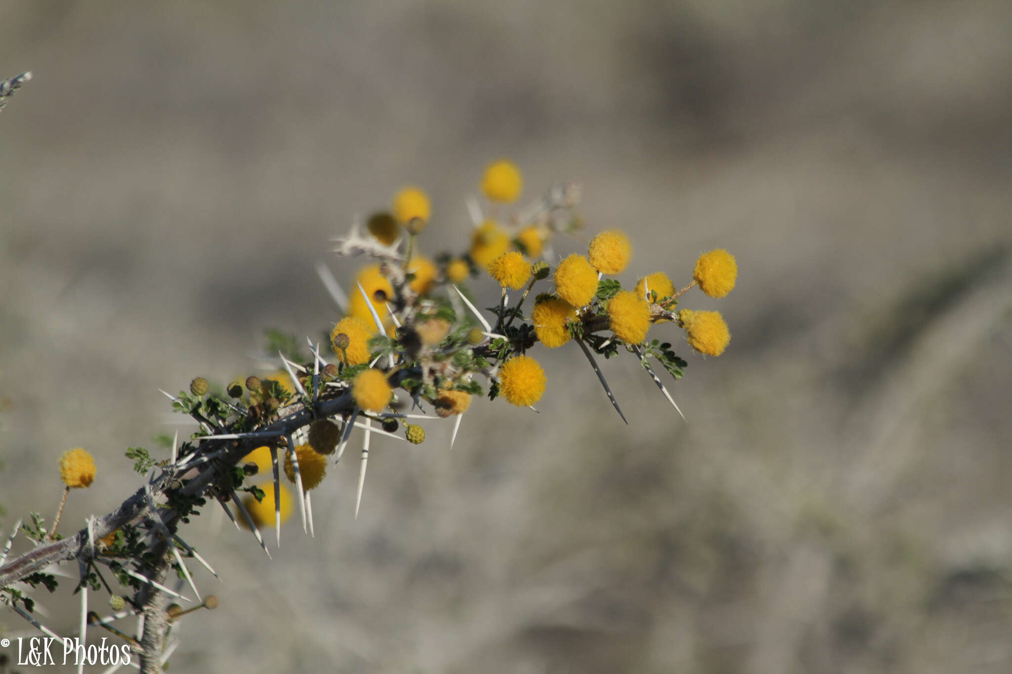 Image of Water acacia