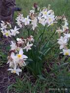 Image of Narcissus tazetta subsp. italicus (Ker Gawl.) Baker