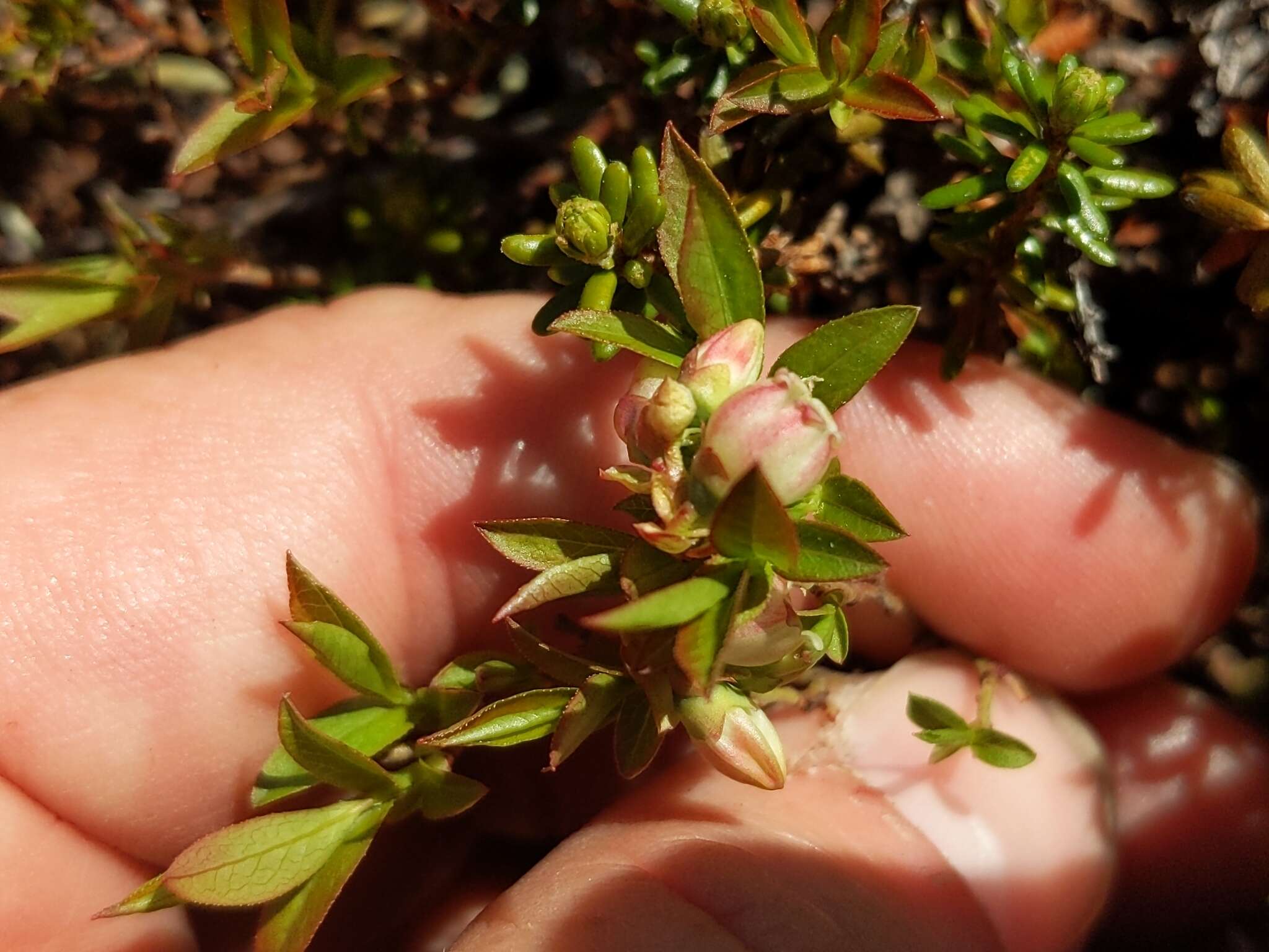 Image of northern blueberry