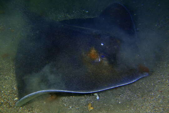 Image of Brown Stingray