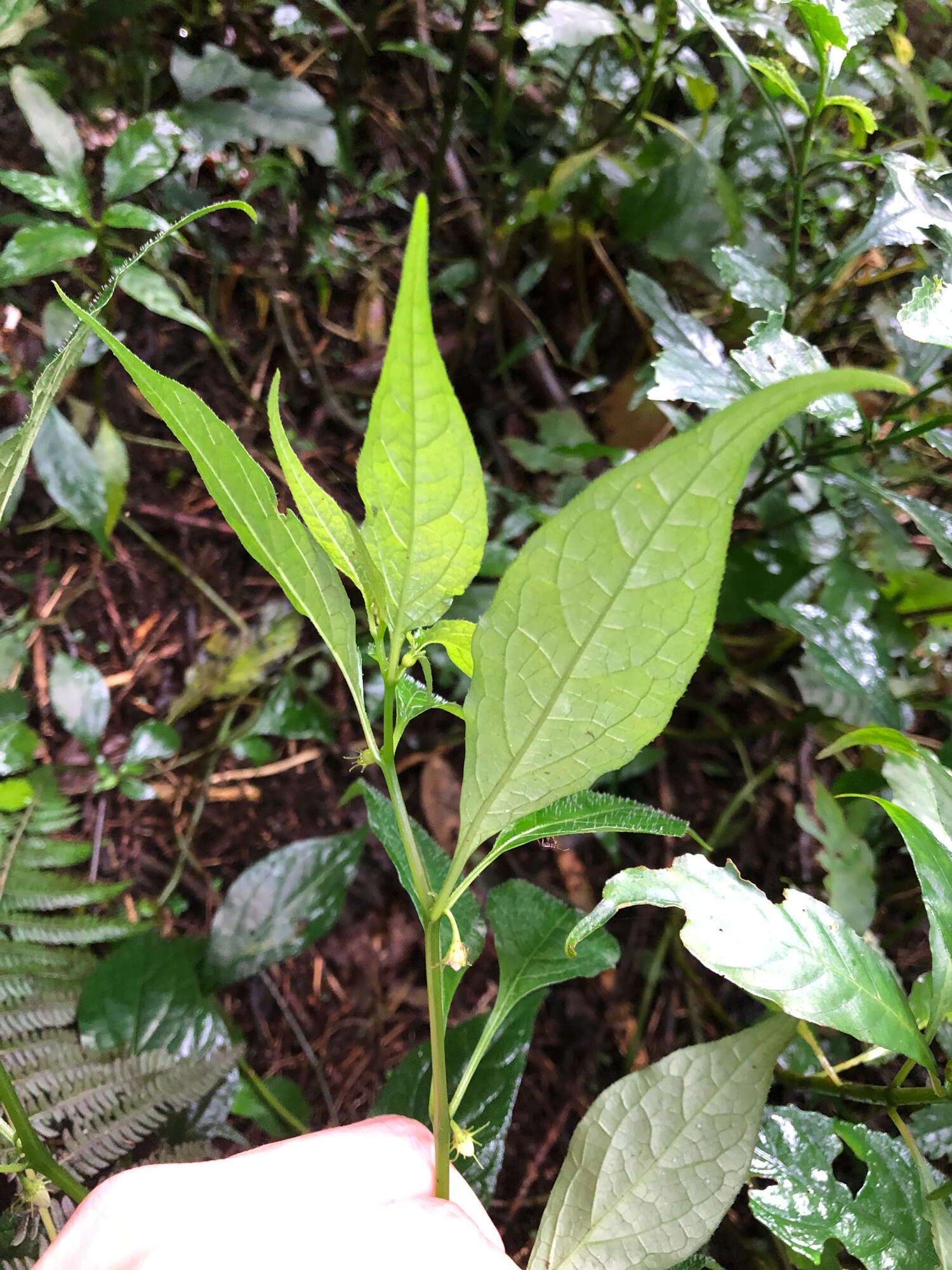 Image of Lycianthes lysimachioides (Wall.) Bitter