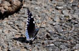 صورة Charaxes guderiana Dewitz 1879