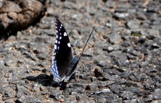 Image of Blue-spangled Charaxes