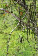Image of Cassia moschata Kunth
