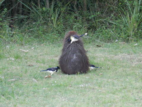 Image of Plush-crested Jay