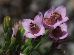 Image of Erica corifolia var. corifolia