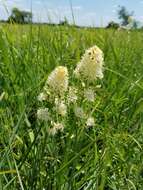 Image of Nuttall's deathcamas