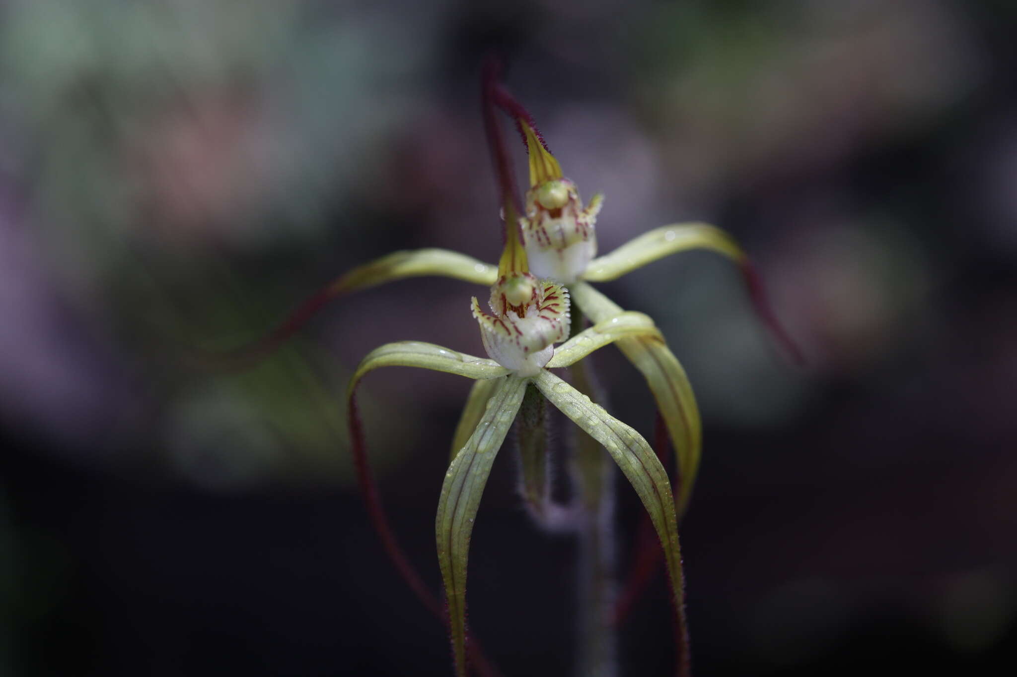 Image de Caladenia xantha Hopper & A. P. Br.