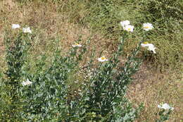 Image of Coulter's Matilija poppy